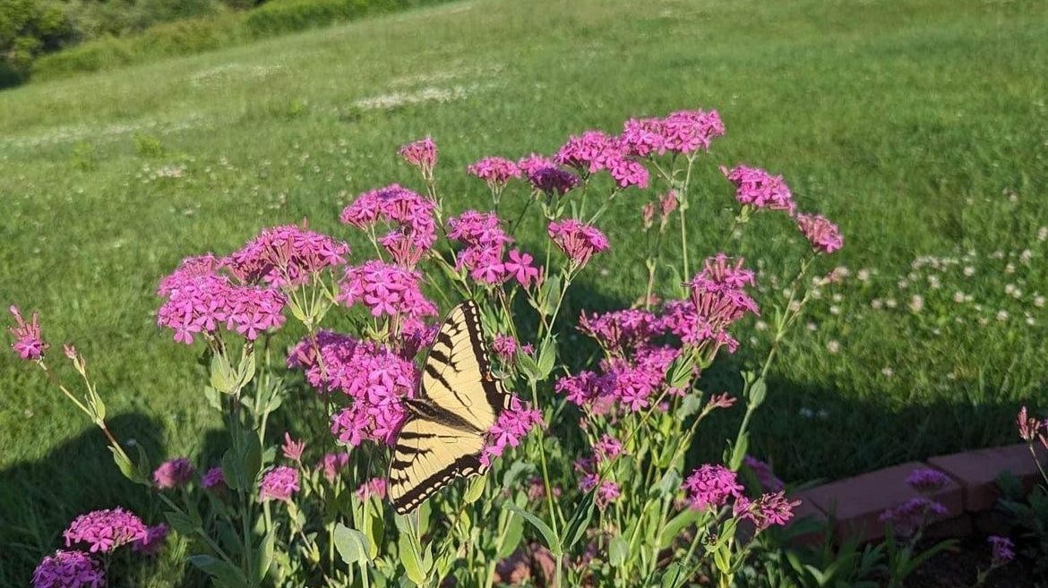 Wild About Wildflowers: Plantable Greeting Cards