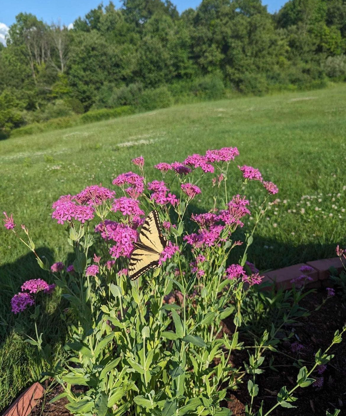 Wild About Wildflowers: Plantable Greeting Cards